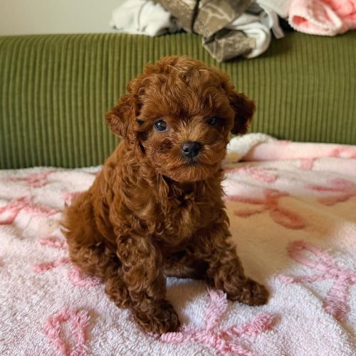 Coco