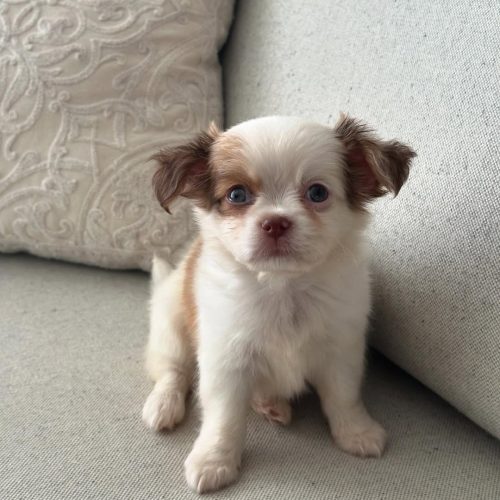 Max